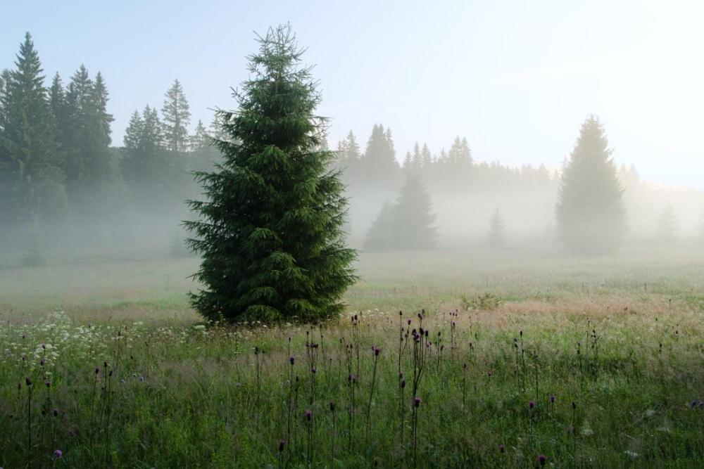 Penzion U Provaznika Zdikov ภายนอก รูปภาพ